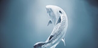 Ōra King, il salmone reale tra i più pregiati al mondo, per 2 weekend a Eataly Milano Smeraldo.
