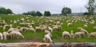 Pecore al pascolo al bosco di Rogoredo.