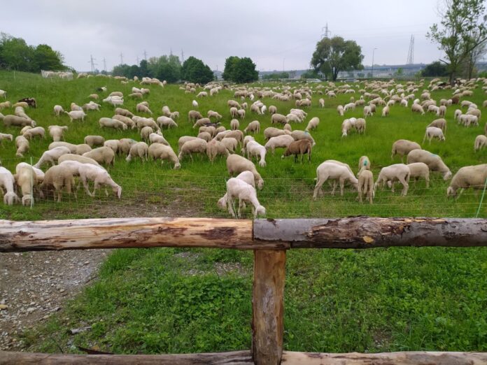 PORTO DI MARE, PECORE AL PASCOLO AL 'BOSCO DI ROGOREDO' (FOTO 1)
