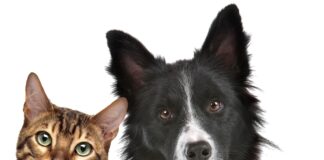 Animali in città, i dati dell’indagine di Legambiente. In Lombardia premiate Bergamo, Mantova e ATS Montagna.
