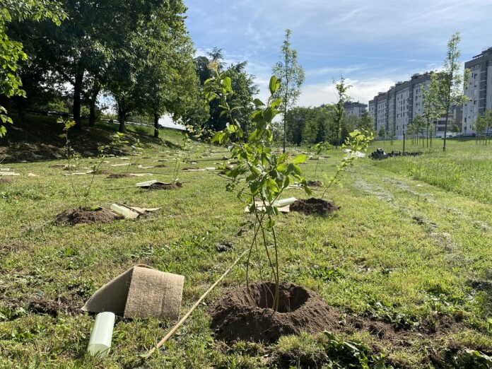 Forestami - Piantumazione Parco dei Fontanili 03_LD