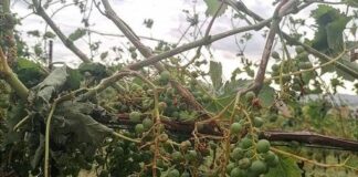 Maltempo, Coldiretti: danni ingenti a vigneti e colture di mais e soia.