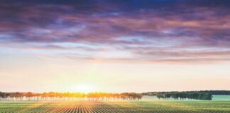 Aumenti prezzi energia e materie prime, Copagri: situazione insostenibile per agricoltura, servono interventi per calmierare.