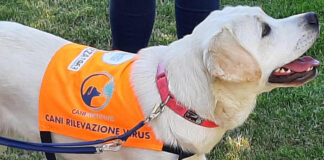 Cani fiutano il coronavirus sugli asintomatici, il progetto IEO.