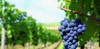 Vino, promozione della cultura consapevole per il rilancio del settore.