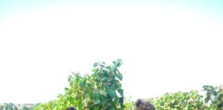 Vino, Coldiretti: raccolta uva calo 15%.