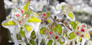 Coldiretti: raccolta mele -20% a causa delle gelate di primavera.