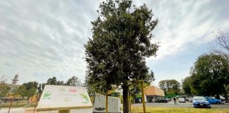 Tracce di bosco diffuso, McCann partner di Mutti.