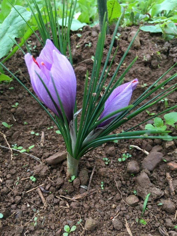 fiori-zafferano-gerla-scaled
