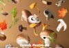 Dal bosco alla tavola, mostra-mercato di funghi sabato 16 e domenica 17 a Piazza Portello.