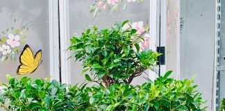 Garden Festival e Mostra Bonsai, a cura di Steflor a Paderno Dugnano.