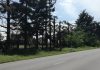 Mitsubishi Electric alla ‘Festa dell’Albero’ per contrastare il cambiamento climatico.