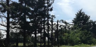 Mitsubishi Electric alla ‘Festa dell’Albero’ per contrastare il cambiamento climatico.