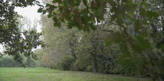 Un Bosco del Tempo e della Memoria a Crema.