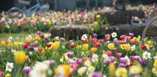 A Milano tulipani gratis, in attesa del campo di raccolta upick.