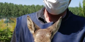Città Metropolirana, salvati 250 animali selvatici nel 2021.