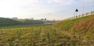 Il Comune di Milano accoglie i nuovi progetti di forestazione di Forestami e Arbolia: a dimora 7.752 piante.