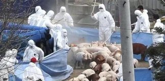 Peste Suina Africana, Regione attiva task force. Pericolo cinghiali.