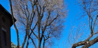 Vento, alberi caduti in strada.