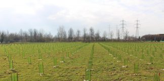 Arbolia e Comune di San Giuliano Milanese: realizzato un bosco urbano con circa 2.000 piante.