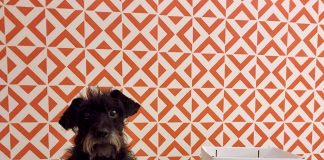 Dog’s Bistrot: il food delivery per i nostri amici a quattro zampe dog's bistrot cibo per cani a domicilio