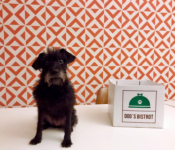 dog's bistrot cibo per cani a domicilio