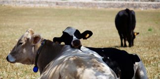Ucraina, Liverini (Assalzoo): canali di approvvigionamento alternativi o la produzione si ferma.