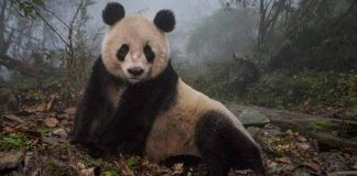 Diritti, ambiente e conflitti in mostra a Cascina Roma Fotografia, dal 9 aprile a San Donato Milanese.