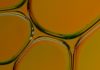 Olio, al via entro giovedì 17 una borsa di studio per attività di ricerca sulla contaminazione da oli minerali nelle filiere di produzione di oli e grassi vegetali.