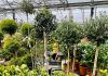 Piante in forma fino a domenica 27 da Garden Steflor a Paderno Dugnano.