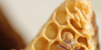 Progetto “3 Bee Education”, il cambiamento per un futuro migliore parte dalle nuove generazioni.