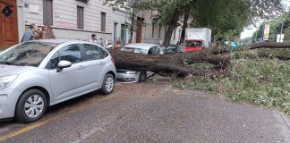 Maltempo, vento fa cadere albero in via Beatrice d’Este, danni alle auto in sosta.