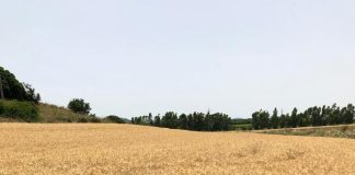 Accordo Russia-Ucraina, prezzo del grano torna a livelli pre-guerra.