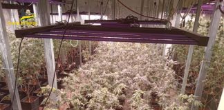 Droga, GdF scopre serra con 640 piante marijuana a Cologno Monzese.