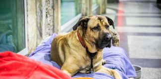 Save The Dogs, i veterinari di strada in soccorso dei cani dei senza fissa dimora.