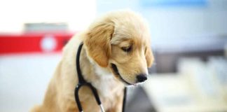 Conosciamo la Pet Therapy insieme alla cagnolina Trudy.