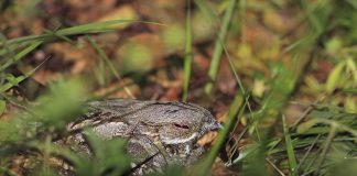 Brughiera del Gaggio: salviamo il vampiro del Parco del Ticino. Lipu, Legambiente, FAI e WWF: no all’ampliamento dell’area cargo di Malpensa.