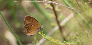 Brughiera del Gaggio: un habitat che può scomparire in un battito d’ali. Lipu, Legambiente, FAI e WWF: no all’ampliamento dell’area cargo di Malpensa.