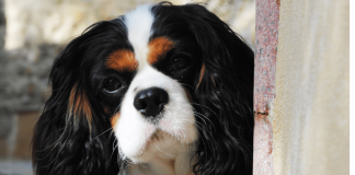 Dritti al cuore! Dedicato agli animali il primo crowdfunding della Statale di Milano.