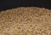 L’italiana Sipcam Oxon porta per la prima volta in Europa la soia made in Usa alternativa al girasole russo-ucraino.