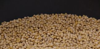 L’italiana Sipcam Oxon porta per la prima volta in Europa la soia made in Usa alternativa al girasole russo-ucraino.