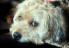 Animali domestici, approvato regolamento