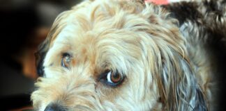 Giornata Mondiale del Cane martedì 26