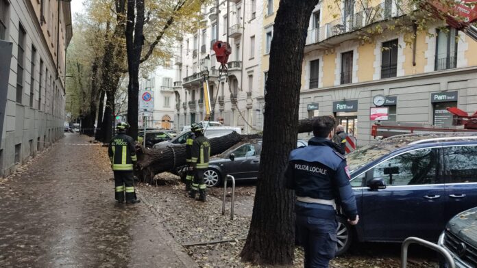MALTEMPO, CROLLA ALBERO IN VIA DE AMICIS (FOTO 1)