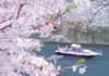 Primavera a Tokyo, sakura in fiore.