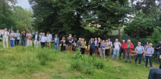 Tigli e glicine di Piazza Baiamonti, i comitati: vittoria amara