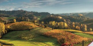 Stafilè, la bellezza che viene dal barolo.