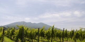 Vini del Vesuvio protagonisti lunedì 26 al Westin Palace Hotel
