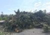 Maltempo, Granelli: ancora più di 700 aree con alberi o rami caduti, da lunedì inizia smaltimento puntando a riciclo