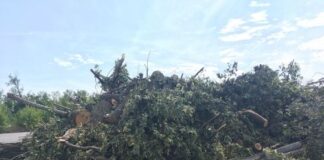 Maltempo, Granelli: ancora più di 700 aree con alberi o rami caduti, da lunedì inizia smaltimento puntando a riciclo